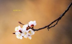 在這春暖花開的季節(jié)，歡迎你們加入知道網(wǎng)絡