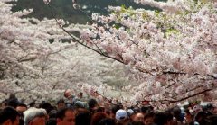 你見過空無一人的中山公園櫻花大道嗎？美！